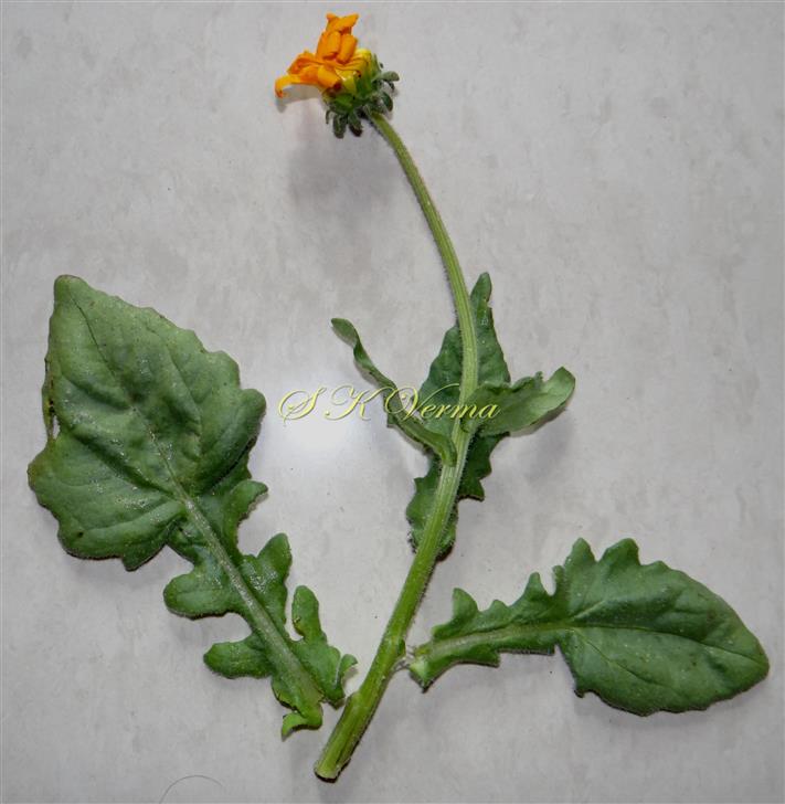  Plant